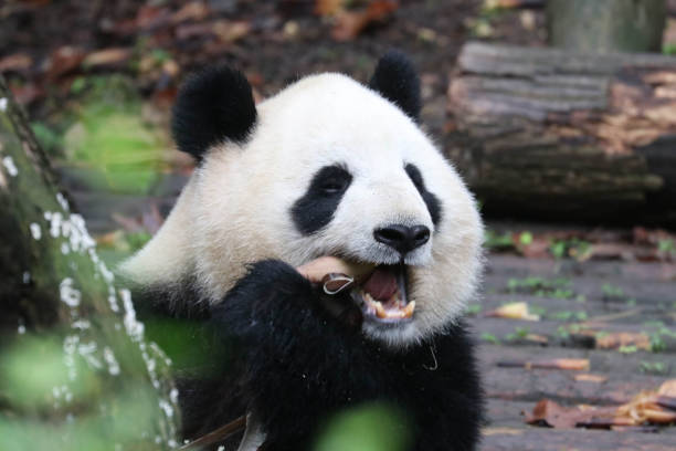 istock Close up fluffy panda in Chengdu Panda Base 2174014136