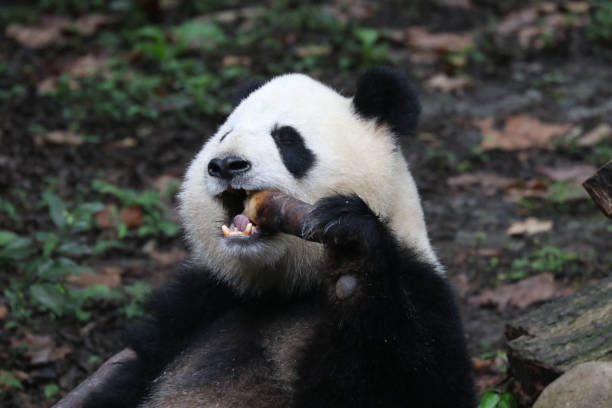 istock Close up fluffy panda in Chengdu Panda Base 2174014156