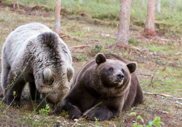istock A photo of brown bear 2174014325
