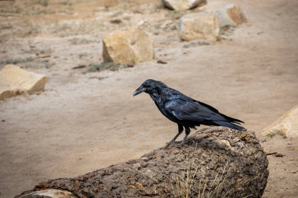 istock Raven on Log in Yosemite 2174014344