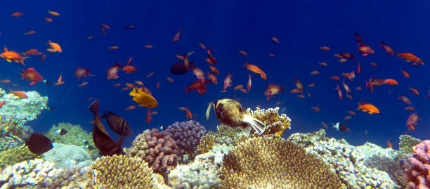 istock masked puffer and other fishes 2174014359