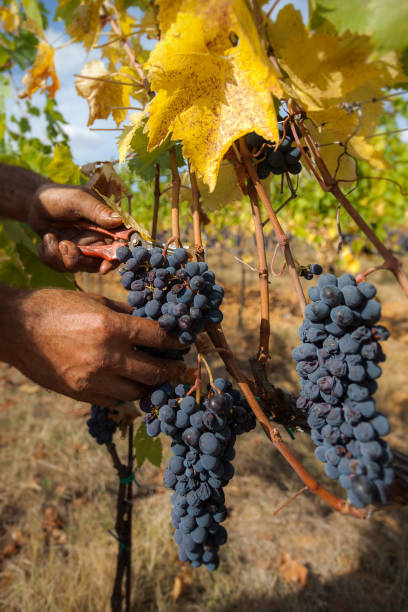 istock Harvesting grapes by hand 2174016188