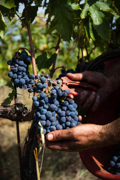 Harvesting grapes by hand stock photo