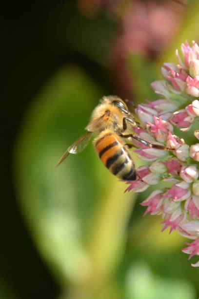istock A honey bee collects nectar and pollen in a garden. 2174017098