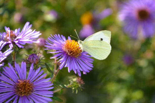 istock A Cabbage White butterfly (Pieris Rapae) rests on a purple New England Aster. 2174018464
