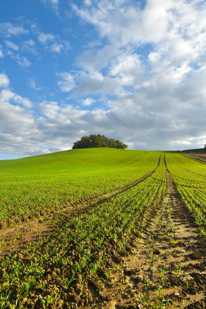 istock Landscape with wavy horizon, green field with path 2174018694