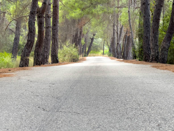 istock Asphalt atmospheric road in a coniferous forest in summer. 2174019981