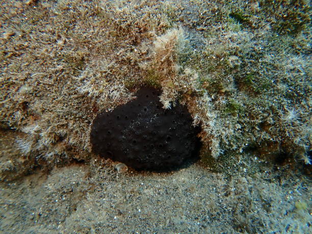 istock Sea sponge black sponge or dark stinging sponge (Sarcotragus foetidus) undersea 2174020517