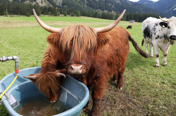 istock A female red Scottish Highland cattle with calf drinking water 2174020720
