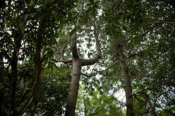 istock View from the Ground Up in a Dense Forest Canopy 2174020751