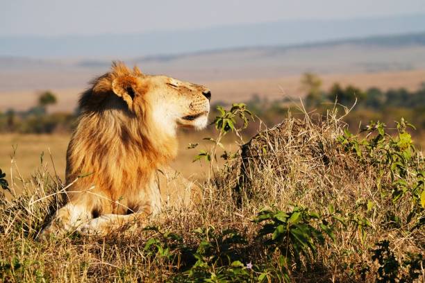 istock Lion in the grass 2174021031