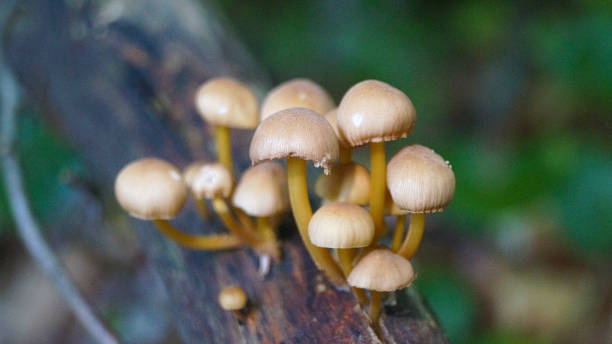 istock a group of mushrooms on a branch 2174026584