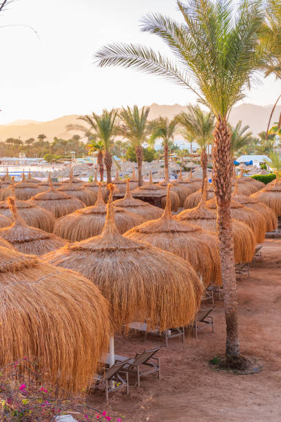 Straw umbrellas on empty beach. Beautiful empty beach with sun umbrellas and sunbeds. Perfect summer vacation destination.