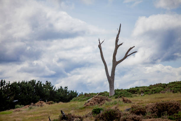 istock Dying Tree Trunk, Tasmania, Australia 2174035629