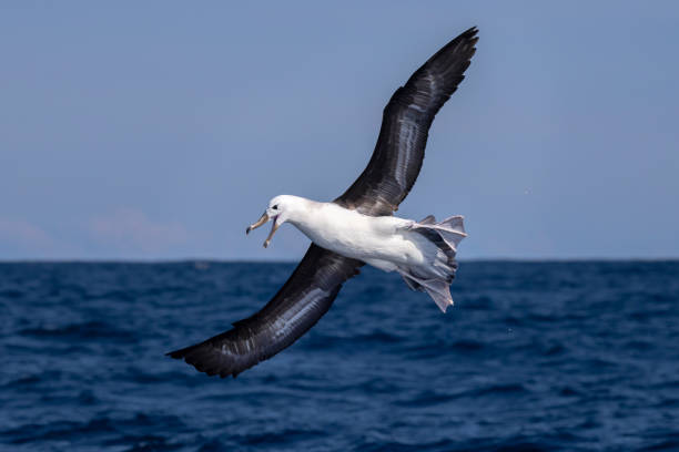 Taxon name: Black-browed Albatross\nTaxon scientific name: Thalassarche melanophris\nLocation: Off Shore Sydney, NSW, Australia