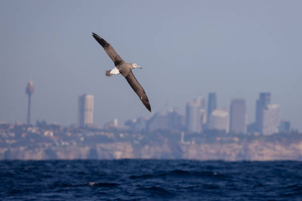 Taxon name: Shy Albatross\nTaxon scientific name: Thalassarche cauta\nLocation: Off Shore Sydney, NSW, Australia