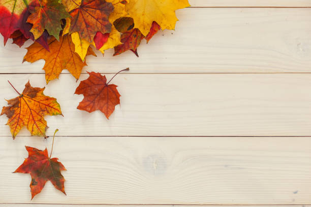 Autumn background with colorful leaves on wooden background