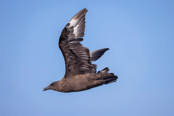 Taxon name: Subantarctic Brown Skua\nTaxon scientific name: Catharacta antarctica lonnbergi\nLocation: Sydney, New South Wales, Australia