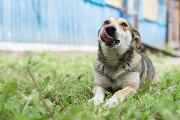 Happy dog licking its nose while lying on grass. Outdoor setting with a blue house in the background. Concept of playful pets and joy