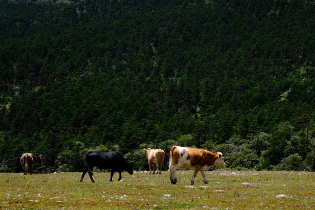 A herd of cows standing on meadow