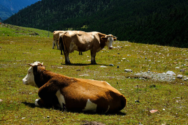 Herd of cows on pasture grazing