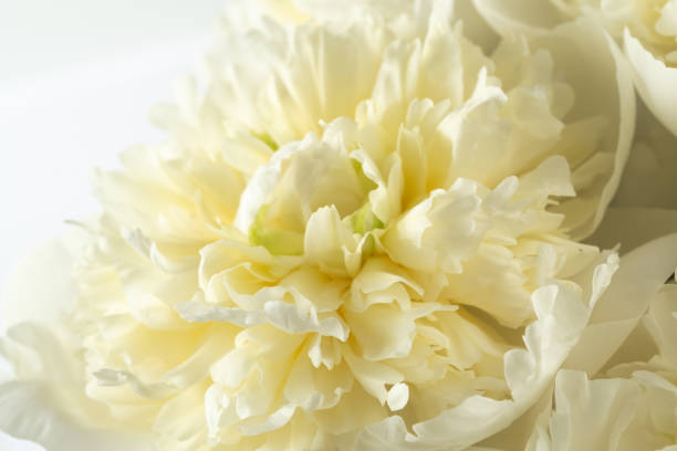 istock macro of a cream peony blossom in full bloom 2174045570