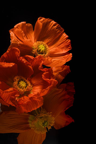 istock macro orange poppies on a black background and green stem. 2174047009