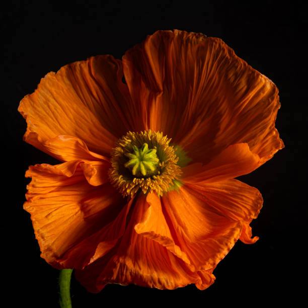 istock macro red poppy on a black background. Low key photo 2174047562