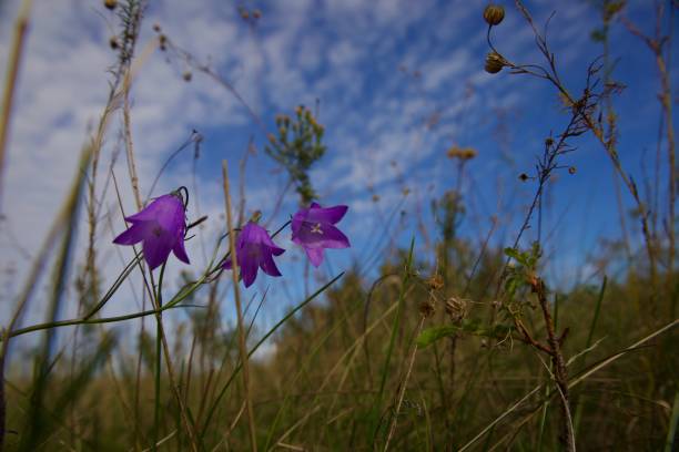 istock Purple blooming bellflowers among the grass. 2174049272