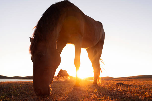 istock horse grazing in a field with the sun setting 2174049314
