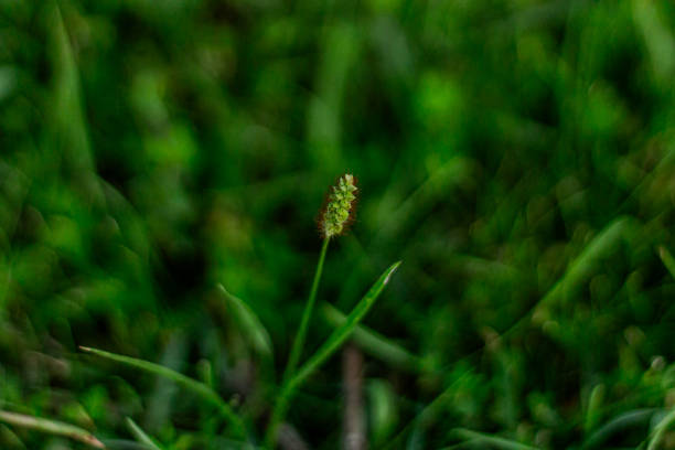 Detailed, close up picture in a field