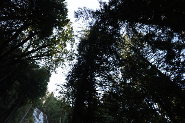 Outdoors Hiking Woods Mountains Trail Trees Forest