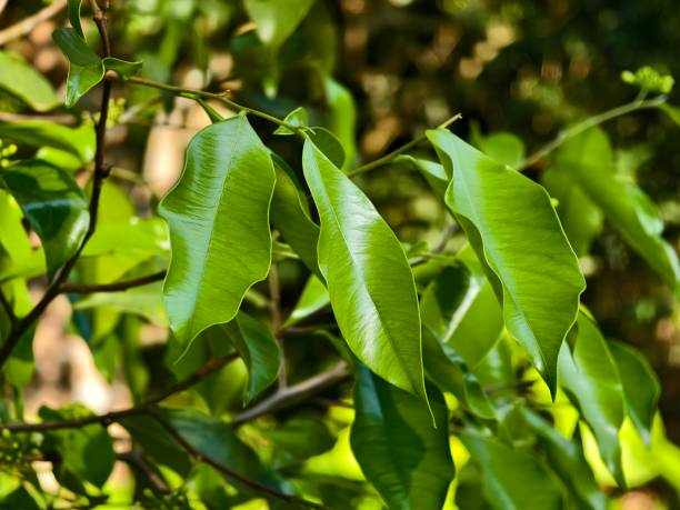 istock young agarwood leaves in the morning 2174055252
