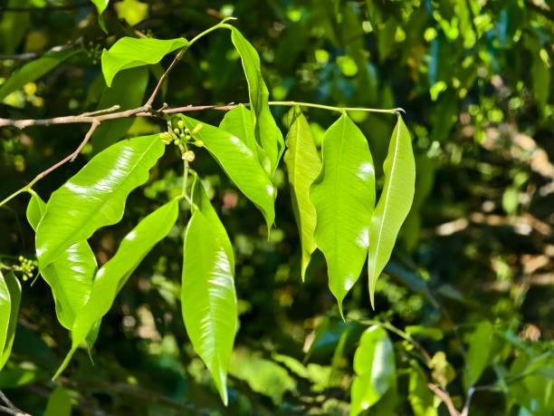 istock young agarwood leaves in the morning 2174055258