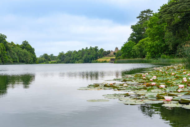 Water Lily around edge of lake surrounded by trees.
