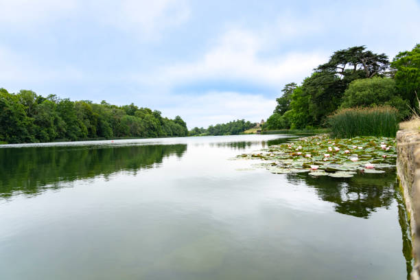 istock Water Lily around edge of lake 2174057073