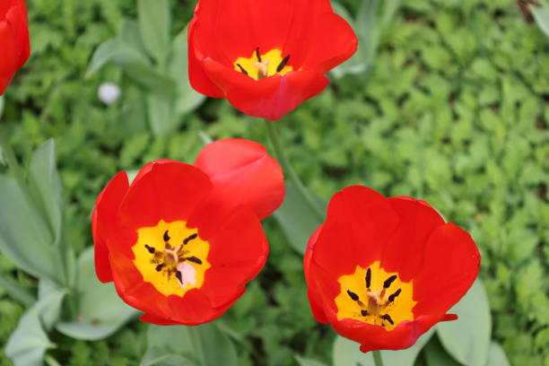 Flowers , Gardens , Colors , Nature , Outdoors , Spring , Summer , Plant , Life ,