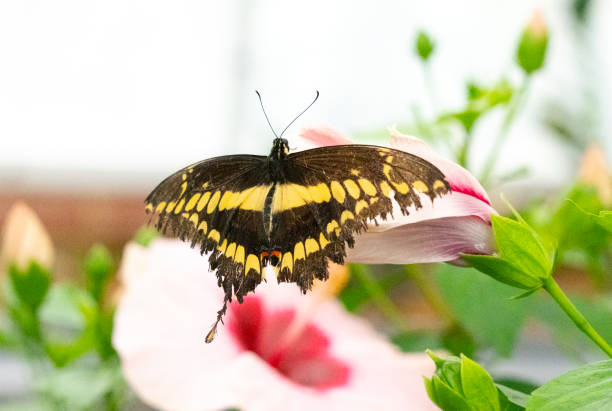 istock Butterfly giant swallowtail, Papilio cresphontes Cramer 2174059196