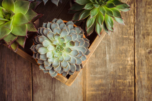Succulent plants on the rustic background. Selective focus. Shallow depth of field.