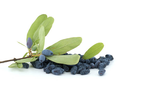 istock Blue Honeysuckle berries isolated on white background 2174061215