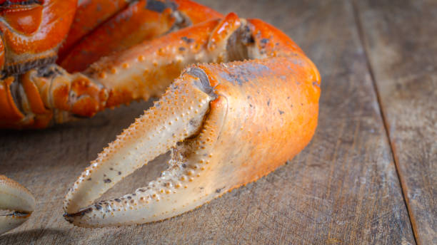 istock Close-Up of Cooked Crab Claw on Wooden Surface 2174062191