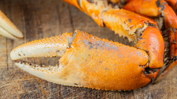 istock Close-Up of Cooked Crab Claw on Wooden Surface 2174062193