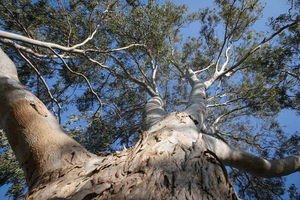istock Trunk perspective of gum tree 2174065932