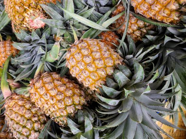 istock Pineapple tropical fruit and leaves 2174066501