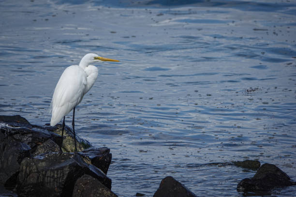istock White egret sits on coastal rock 2174068299
