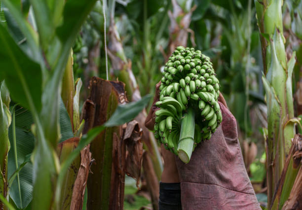 Young farmer with banana bunch in the field