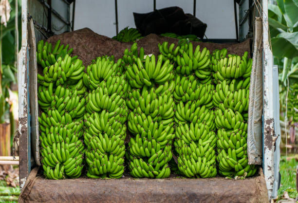 Stack of banana bales loaded onto a truck