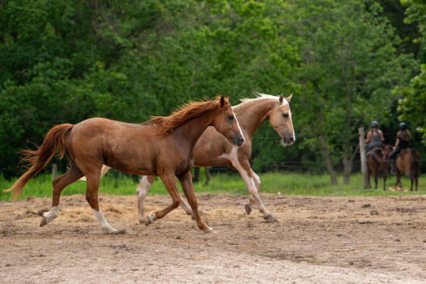 In this serene image, two graceful horses trot in synchrony, their powerful strides mirroring each other. In the background, two mounted riders, relaxed and enjoying the moment, guide their horses through ta canopy of lush green trees. The tranquil atmosphere is enhanced by the soft sounds of nature, creating a harmonious connection between the riders, their horses, and the beautiful surroundings. They picturesque scene captures the essence of leisure and companionship in the great outdoors.