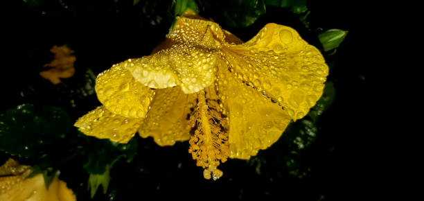 Dew drops on yellow flower petal, macro shot