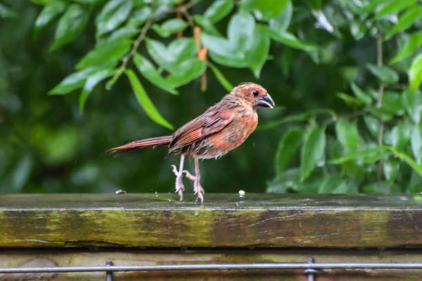 istock Cardinals in the Rain 2174076176